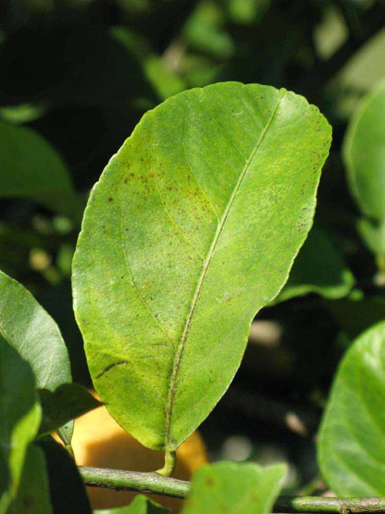              Unifoliolate leaf (Winter Haven, FL)       